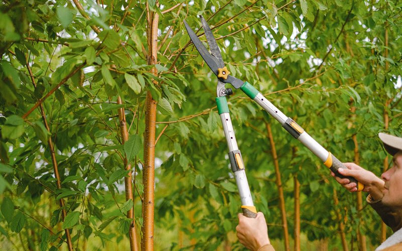 Tree trimming in Woonsocket, SD