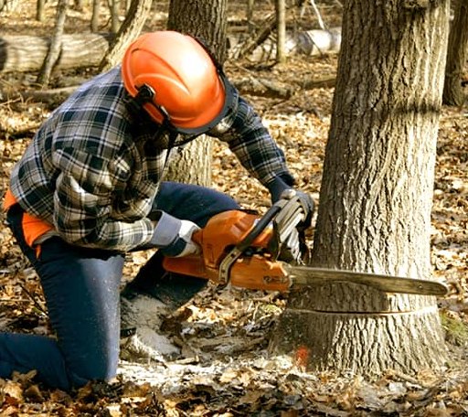 Tree Removal in Woonsocket, SD